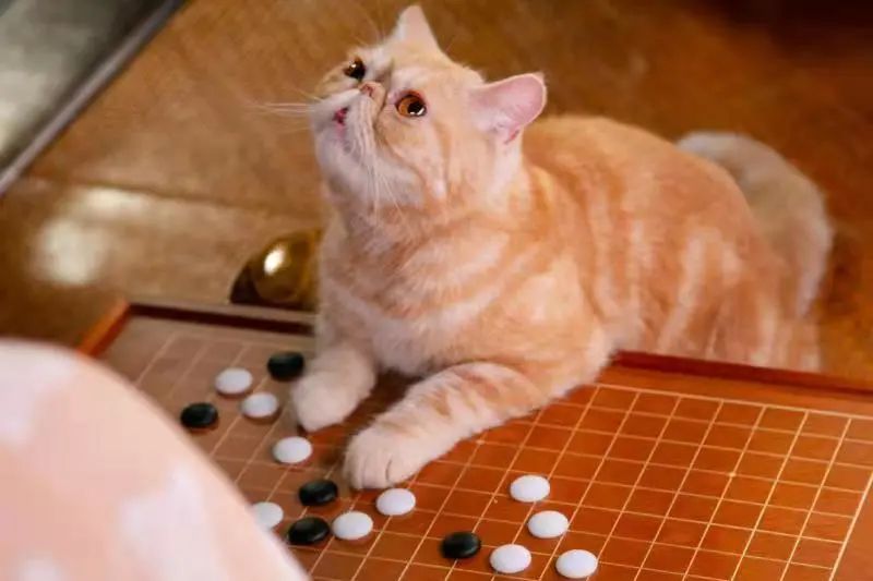 我可是拥有“三岁画老”天赋的小猫咪