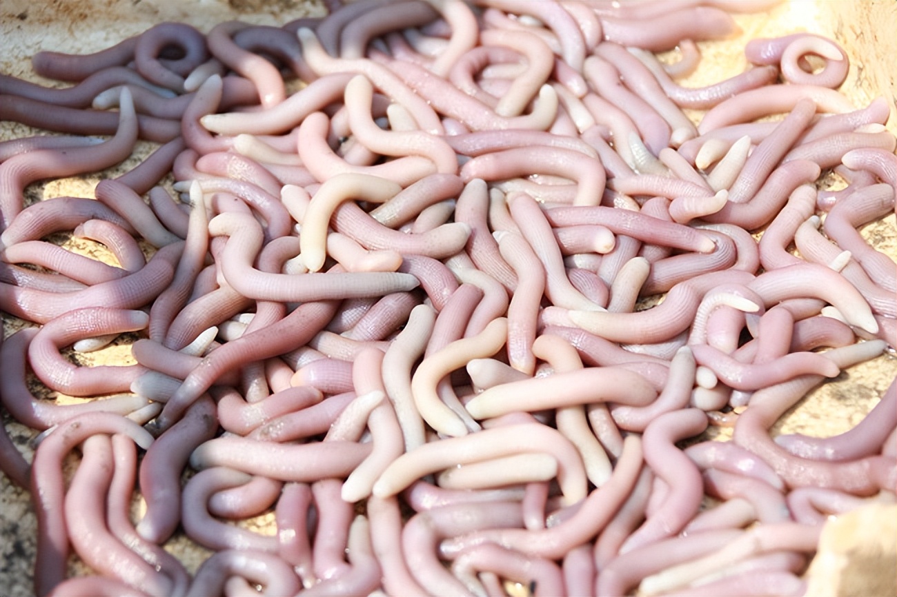 广东的"沙虫刺身",口感爽脆,鲜味十足,外地人宁愿挨饿也不吃