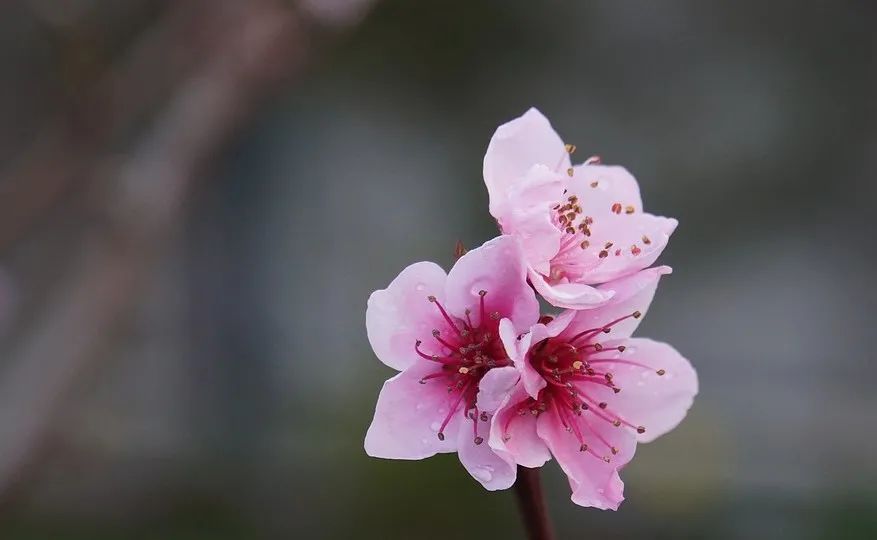 文案｜适合摘抄的高级古风文案