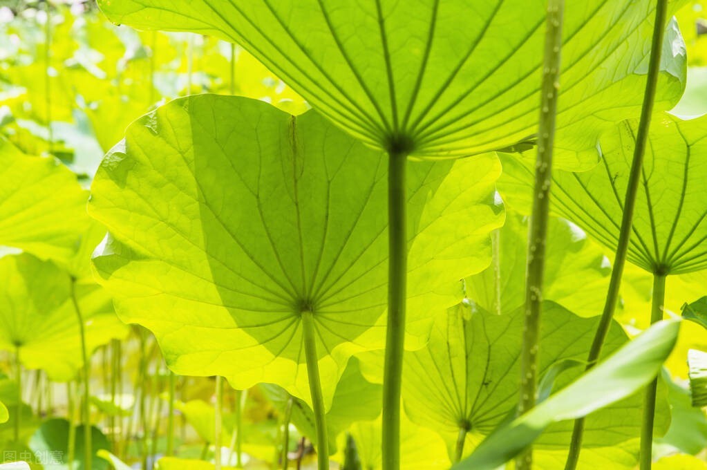 痰瘀互结引起失眠吃什么中成药(中药搭配痰瘀互结带来的痘痘)