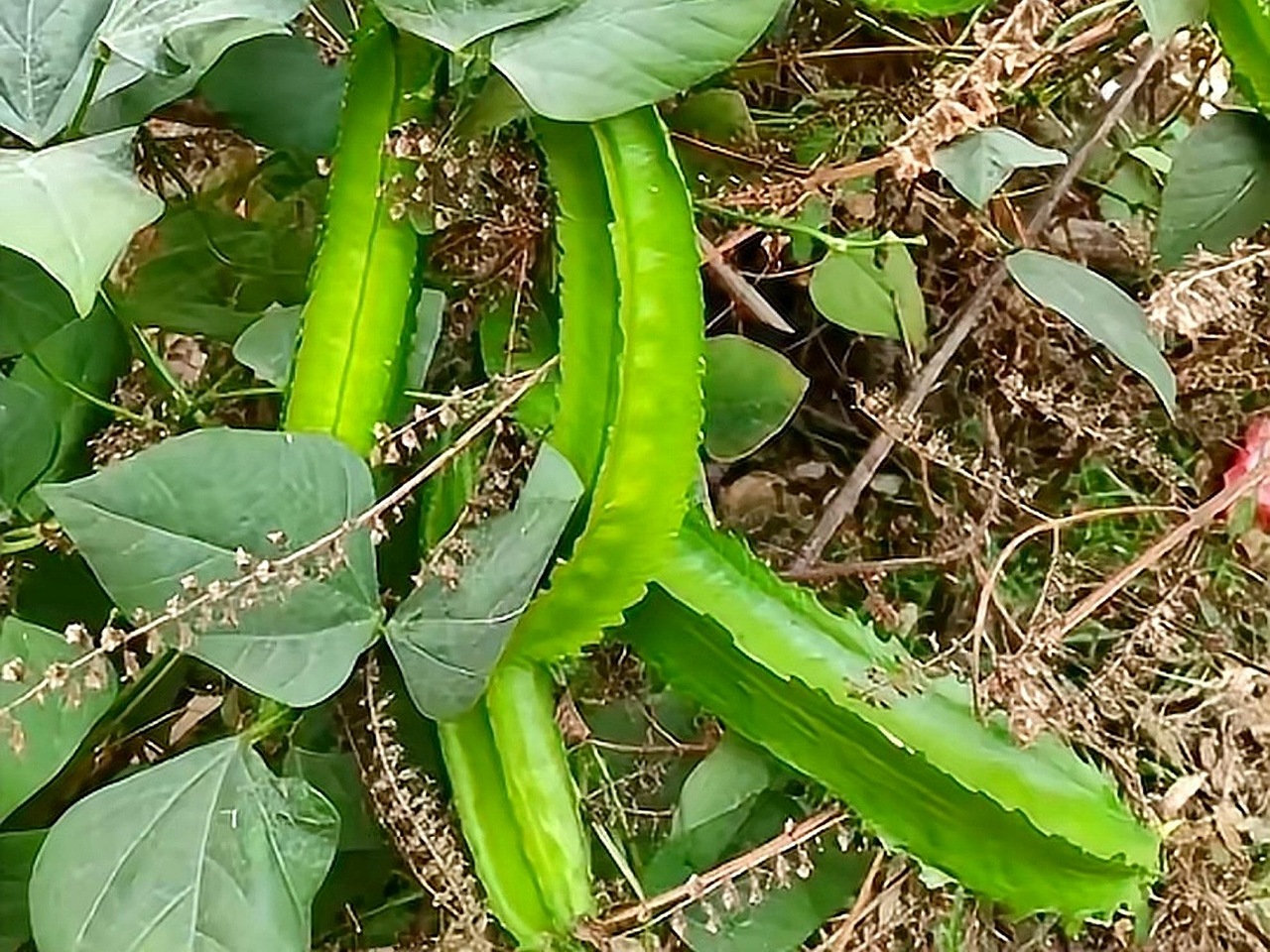 “豆中之王”四棱豆，豆角里的另类，见过的人不多，吃过的人更少