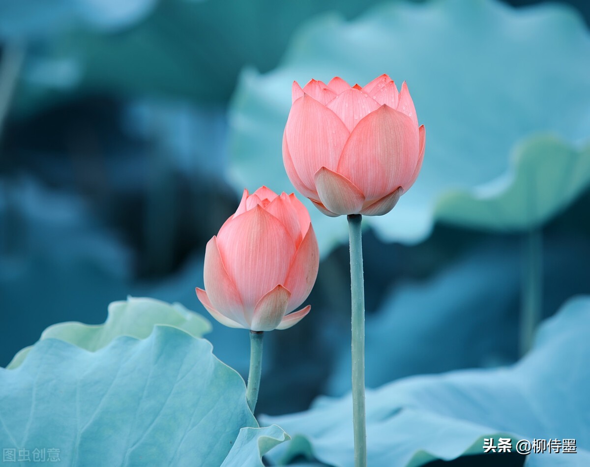 荷色生香，如何拍出意境美？ 攝影新手學點高級的，大片輕鬆拍