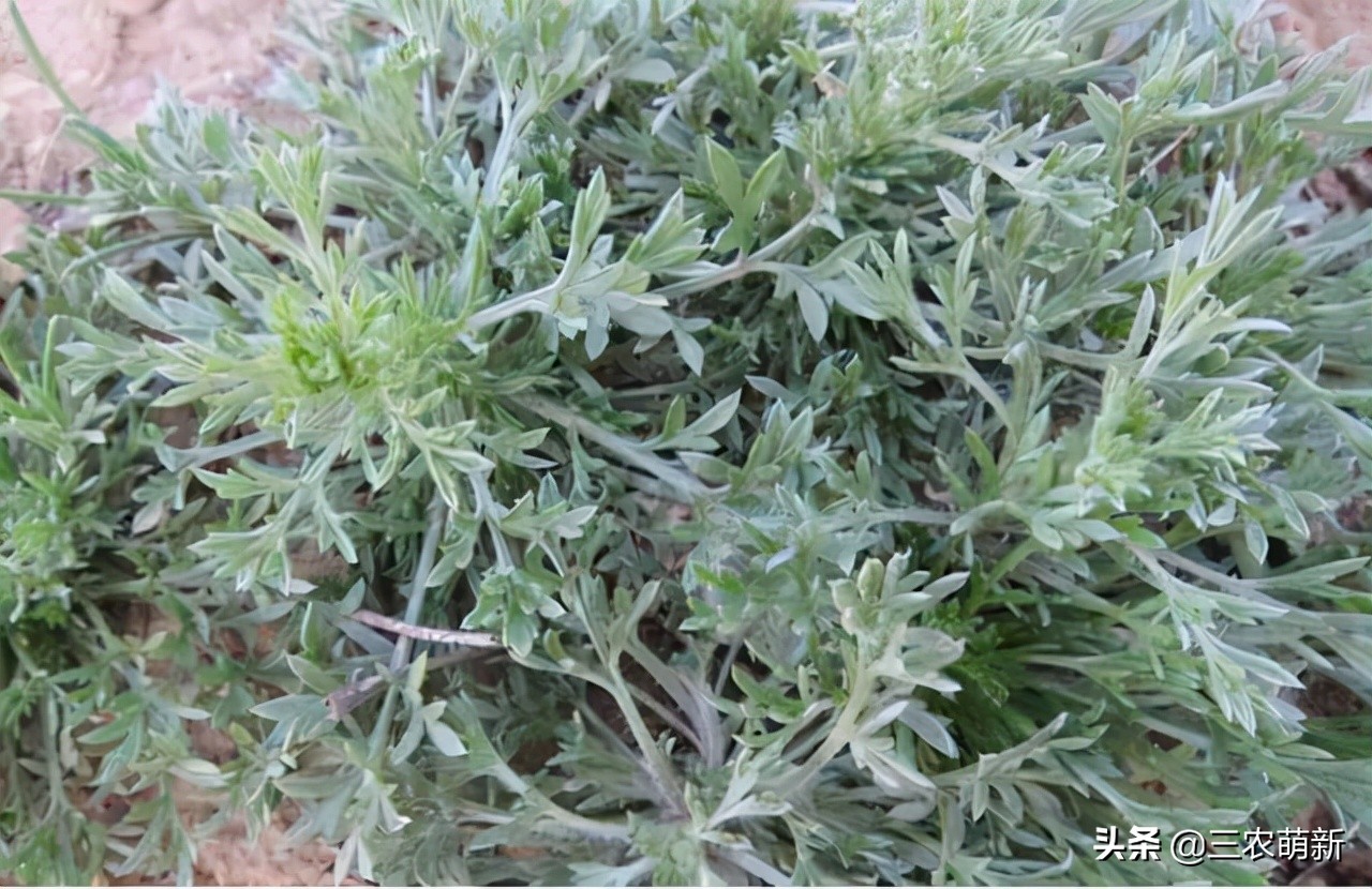 跟我一起認識這13種野菜，附帶圖片，若見到，別錯過