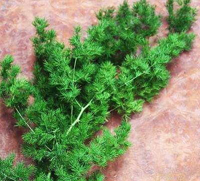 蓬莱松盆景图片（多年生常绿灌木状草木植物）