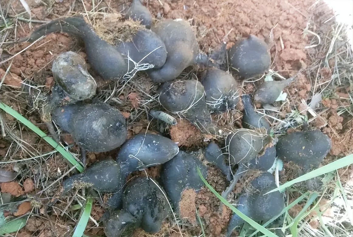 它叫"乌灵参",生长在白蚁窝里,被炒到千元1斤,有什么价值?