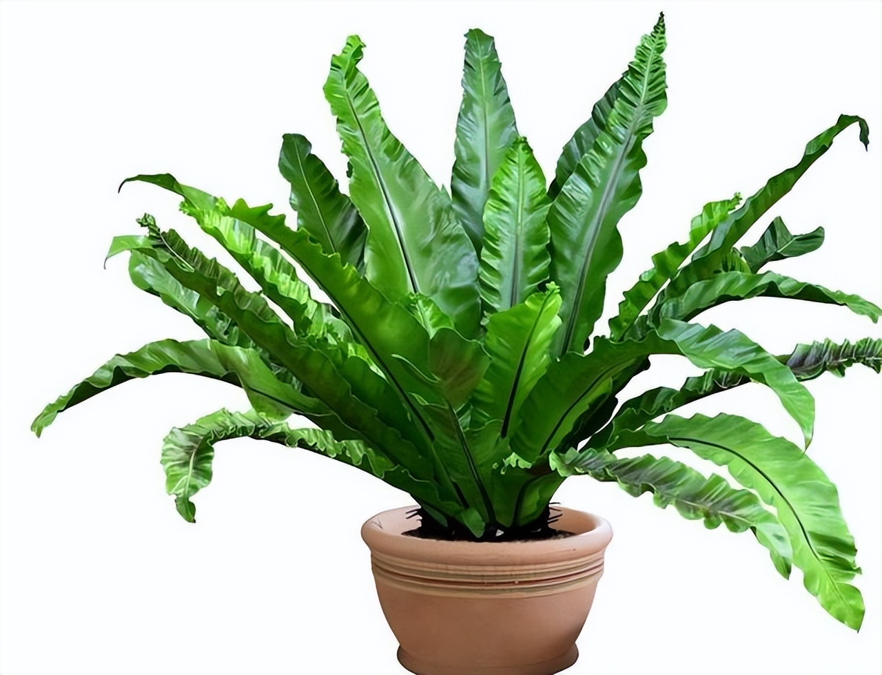 住了8年的房子甲醛仍超标？装修师傅：家中3物是源头，使用要注意