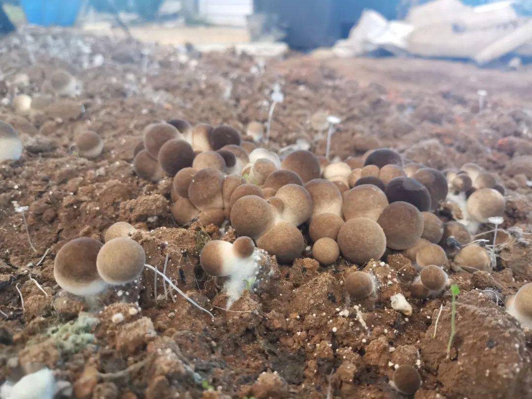 大棚蔬菜種植利潤,農村大棚蔬菜種植利潤