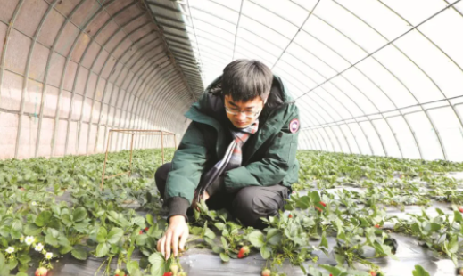 山东学霸小伙：用“高科技”种草莓，为家乡创收7900万，登上国家级表彰名单！