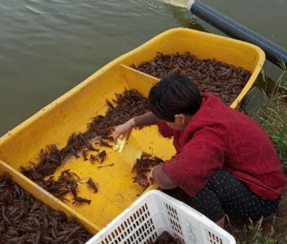 小龍蝦脫殼後一動不動怎麼回事?小龍蝦脫殼死解決辦法