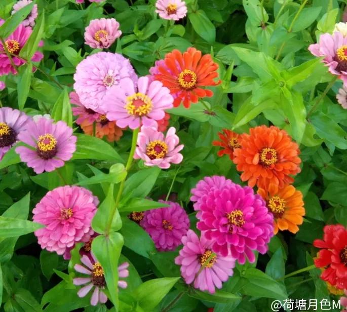 春天里，春风得意马蹄疾，一日看尽长安花
