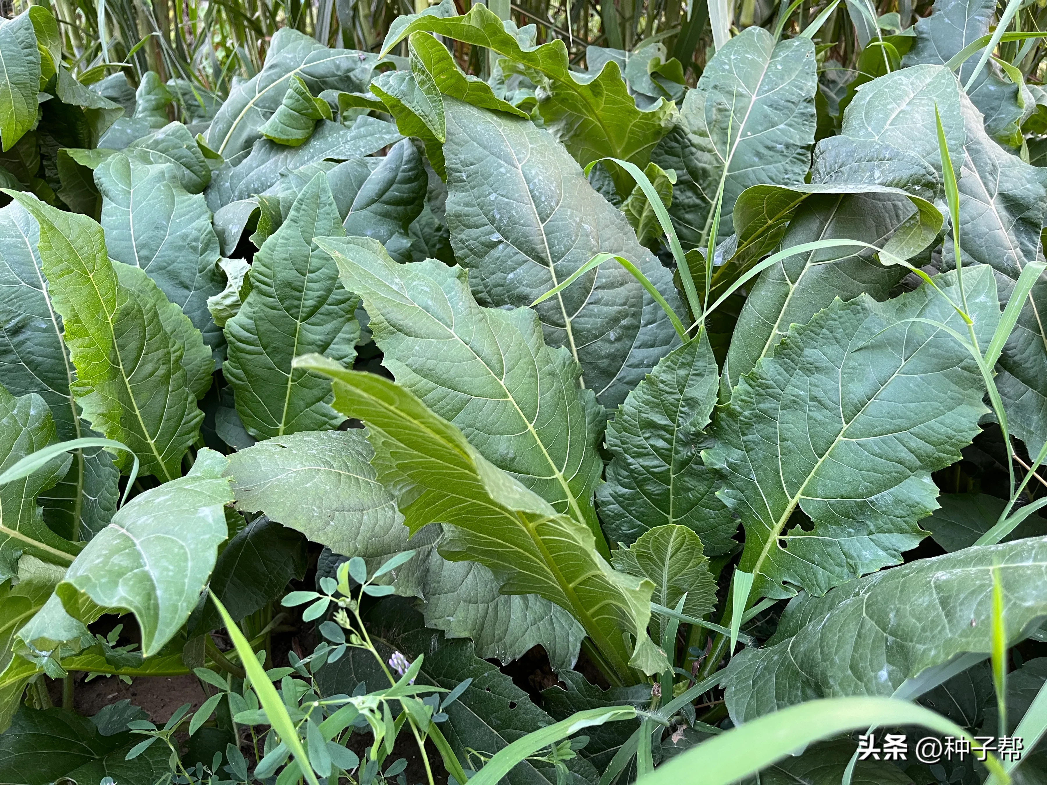 蛋白菊和串叶松香草有什么区别(被称为是大叶蛋白菊的串叶松香草，种植技术你知道吗？)