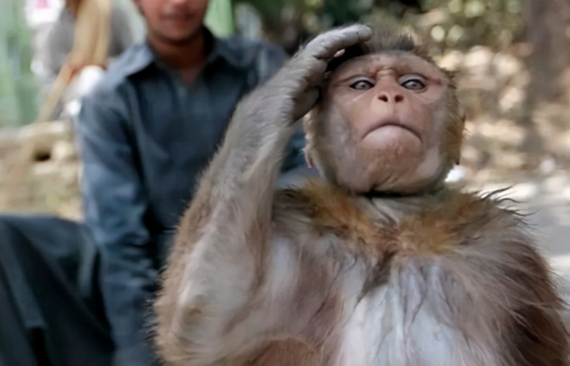 印度爆发"人猴大战",2月大婴儿被群猴淹死,猴子为何恨人类?