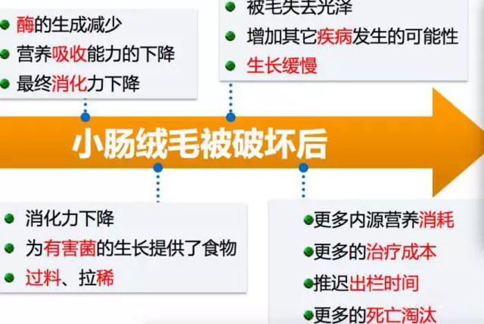 為啥夏季蛋雞腹瀉過料等腸道疾病反復(fù)不斷？一組簡圖帶您看明白