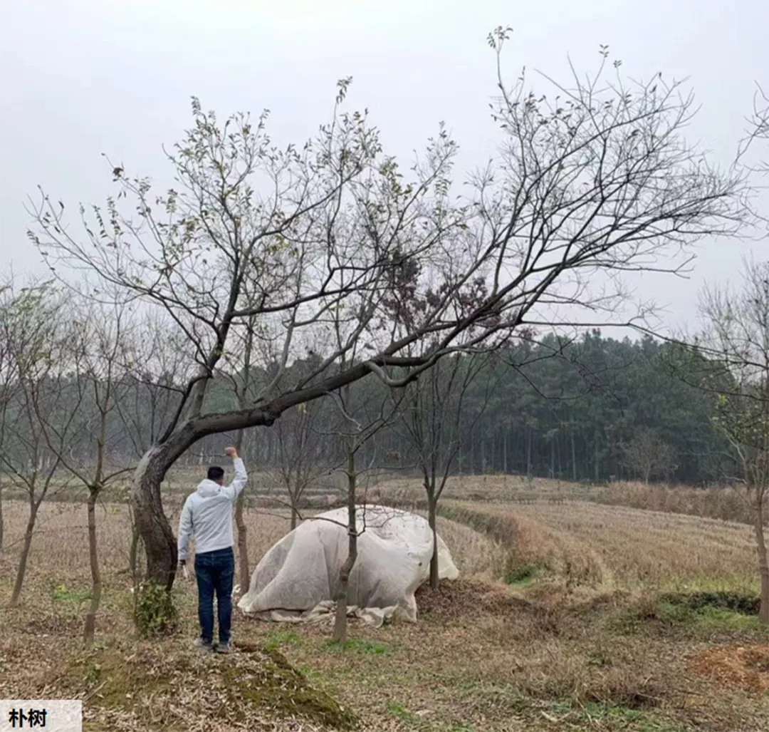 植物的姿态有哪些？