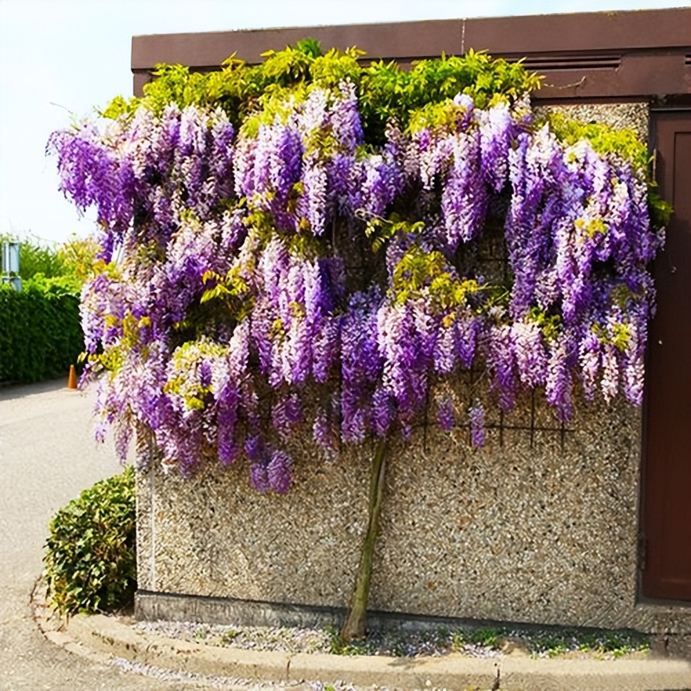 紫藤苗多少钱一棵图片(5种“老树花”，买回家是小苗，养几年变大老桩，价格翻几番)