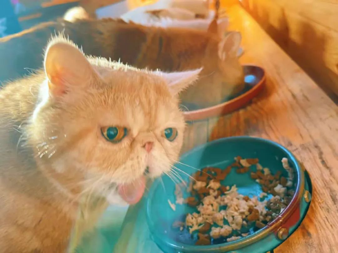 我可是拥有“三岁画老”天赋的小猫咪