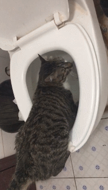猫咪为什么爱喝马桶水，其实是有这些原因