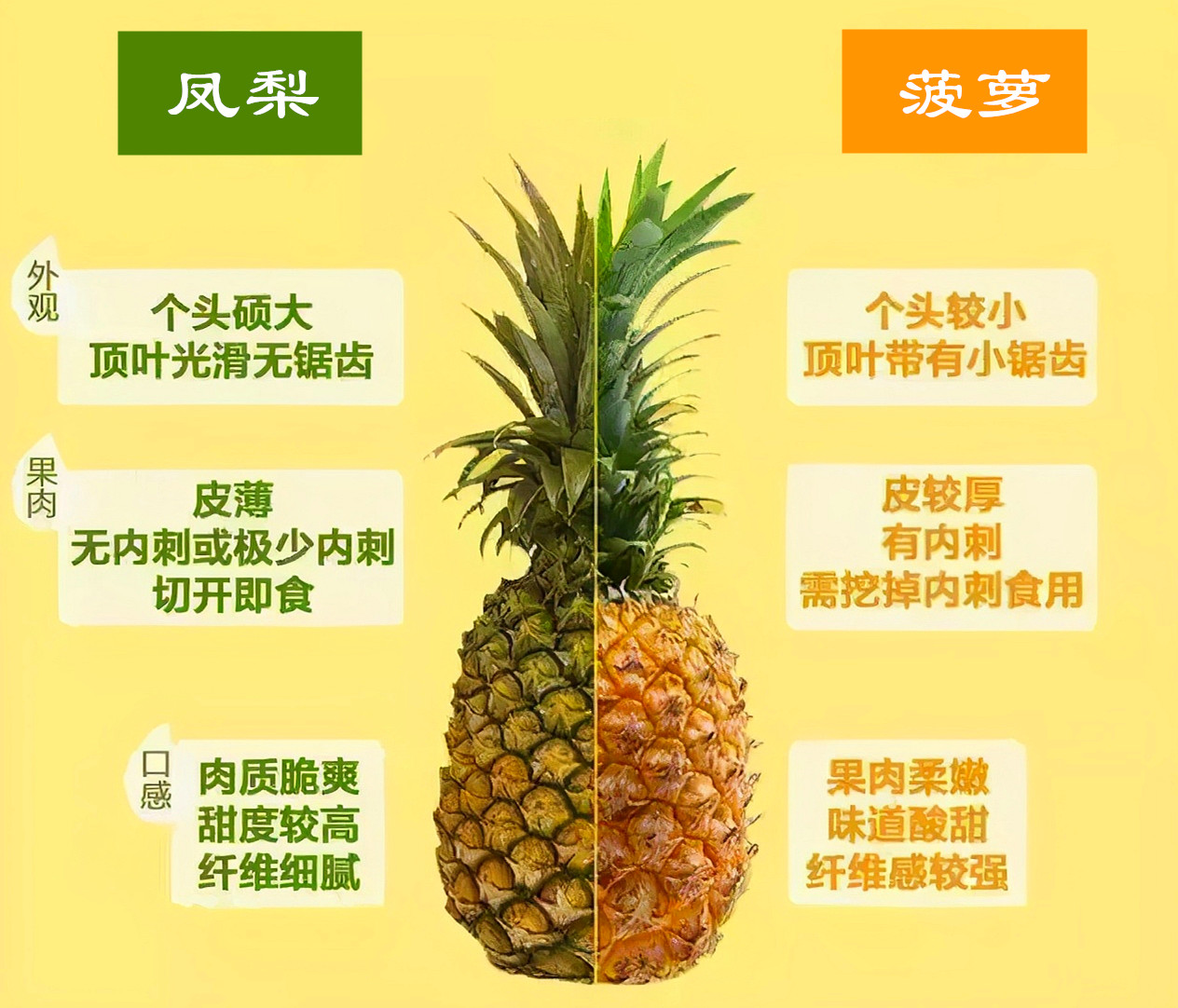 凤梨与菠萝的区别（凤梨与菠萝的不同之处）