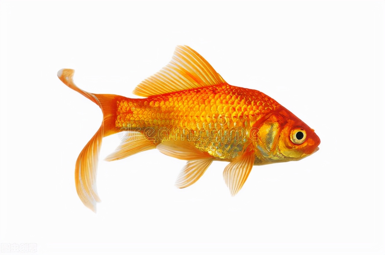 锦鲤鱼是大型观赏鱼,体长可达1米以上;一个是鲤鱼变异而来的,一个是