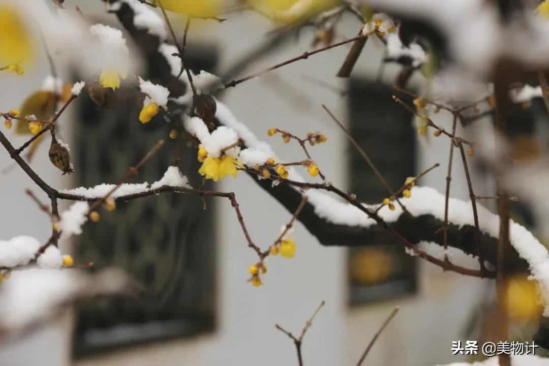 今冬最闲适的一首诗,这种慢生活,太令人向往了