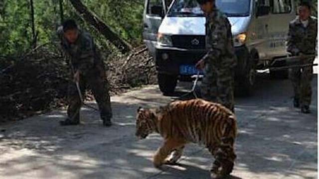 轰动一时的八达岭老虎咬人案：幸存者索赔百万失败，因毁容无工作