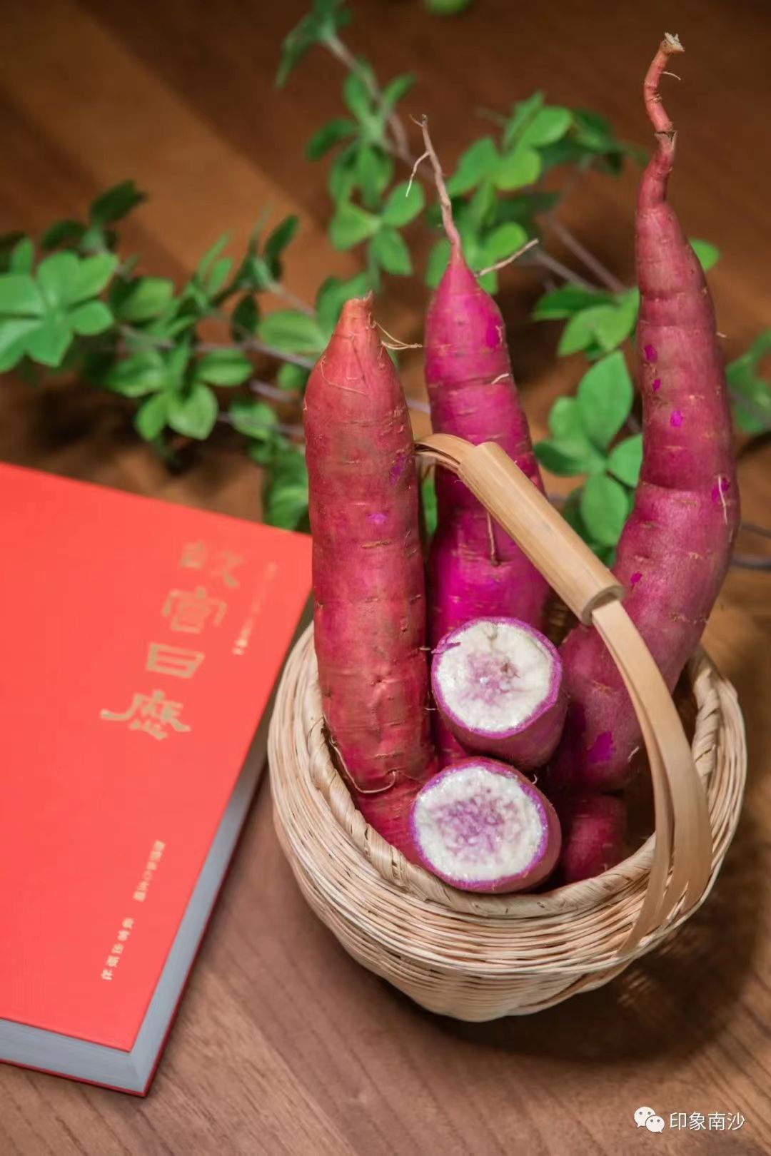 南沙番薯一点红