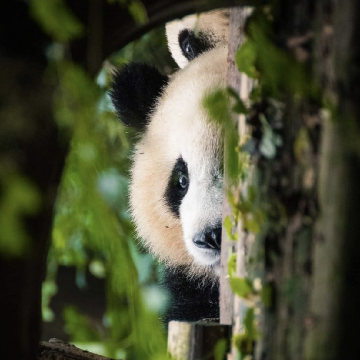 美版知乎提问：到中国旅游后你对中国的看法有什么改变吗？