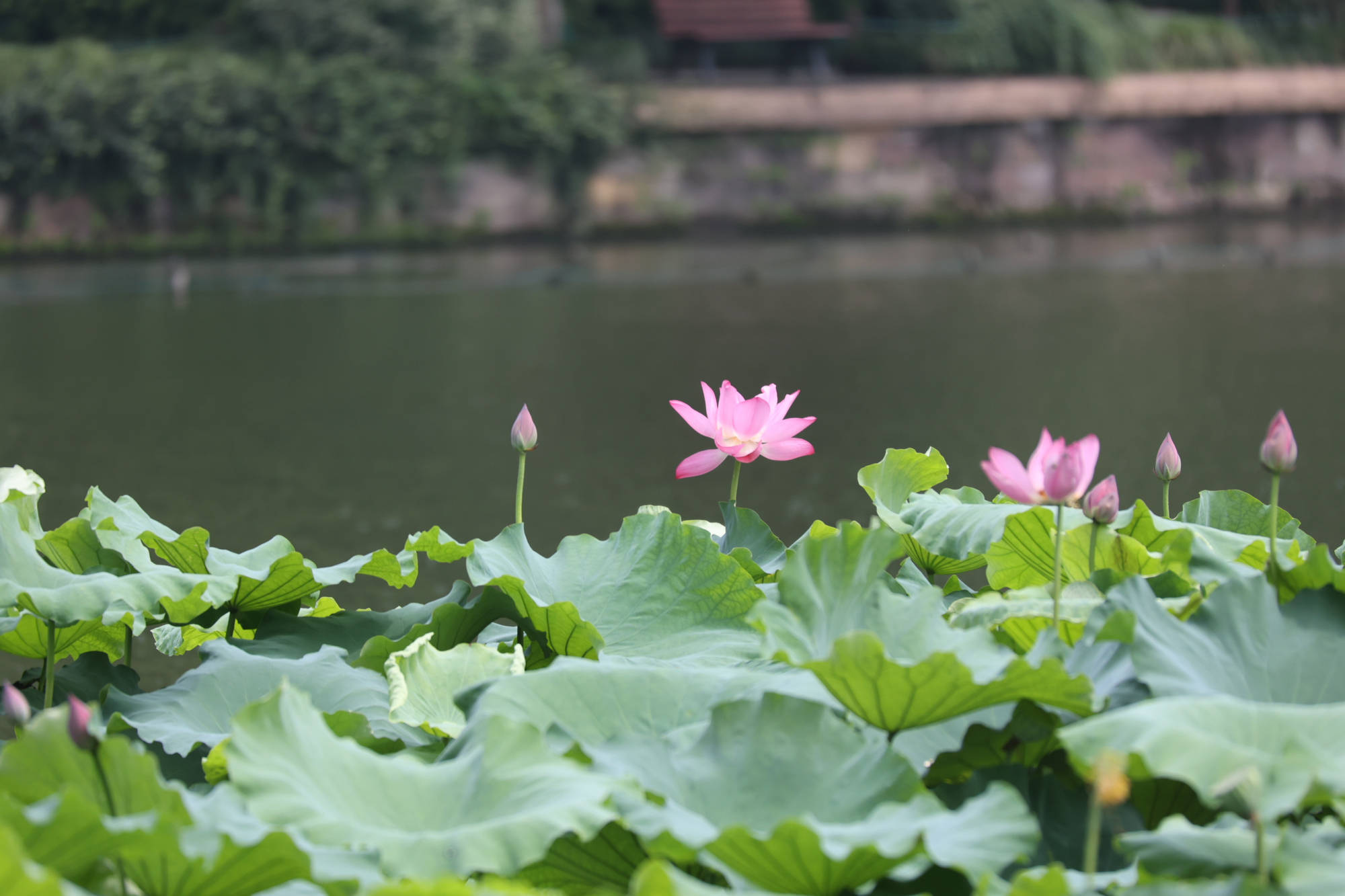 一阕江城子，一片山水情：苏轼在西湖写的这首词，读来动人心扉