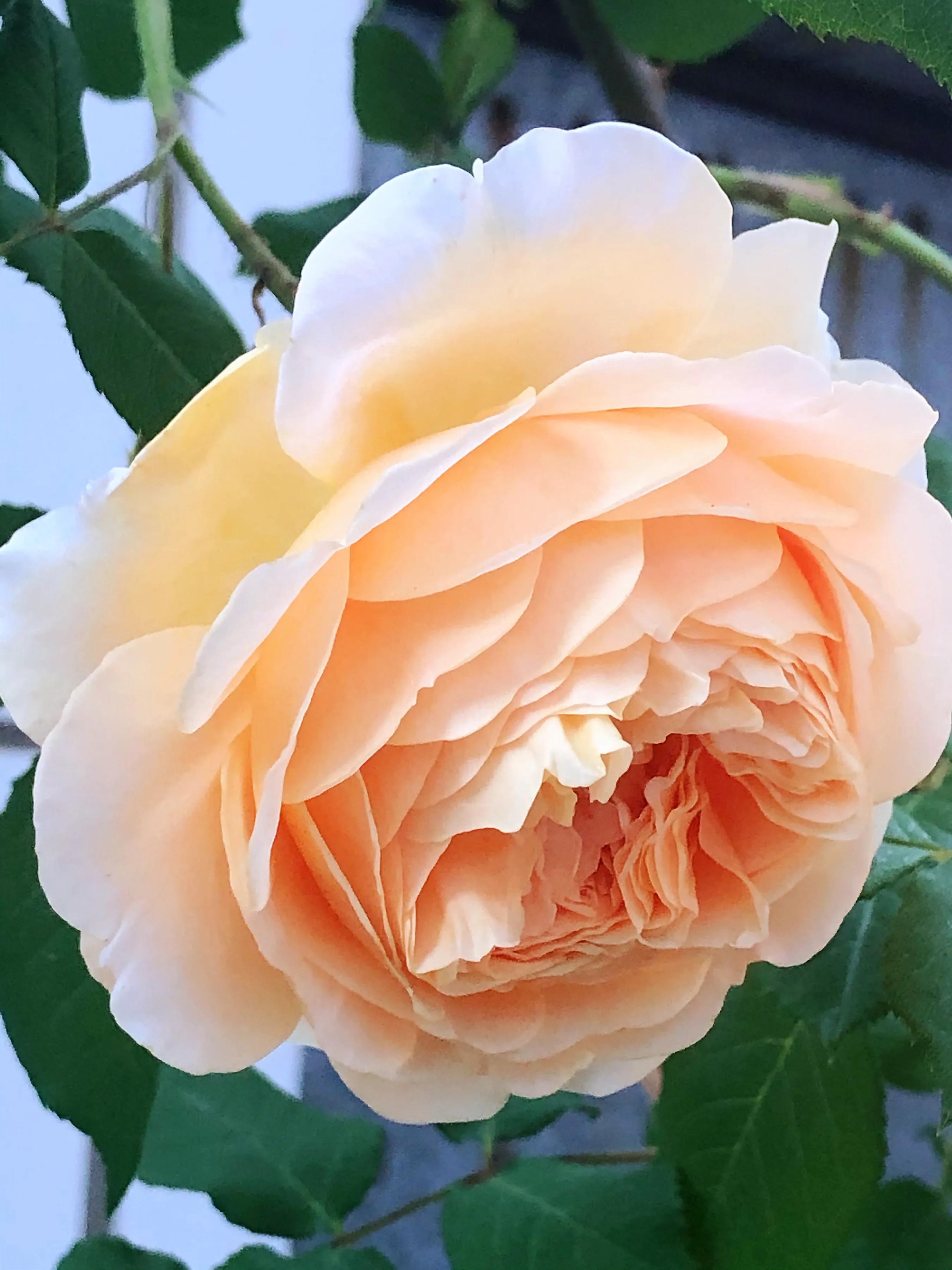 月季玛格丽特王妃图片