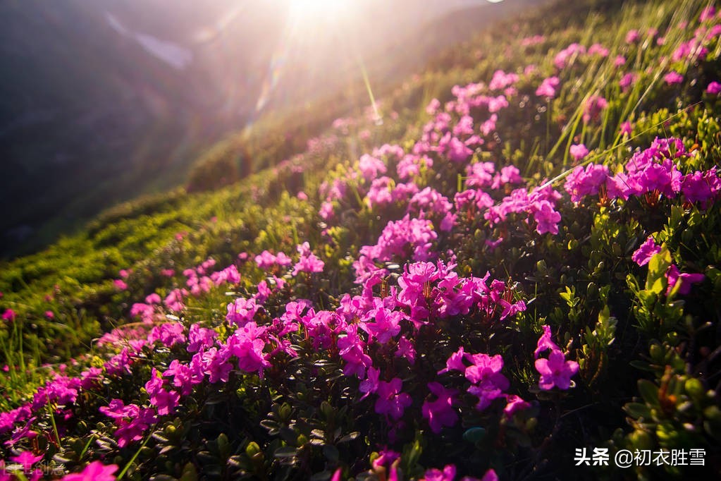 晚春杜鹃花美诗六首：最惜杜鹃花烂漫，一声啼处满山红