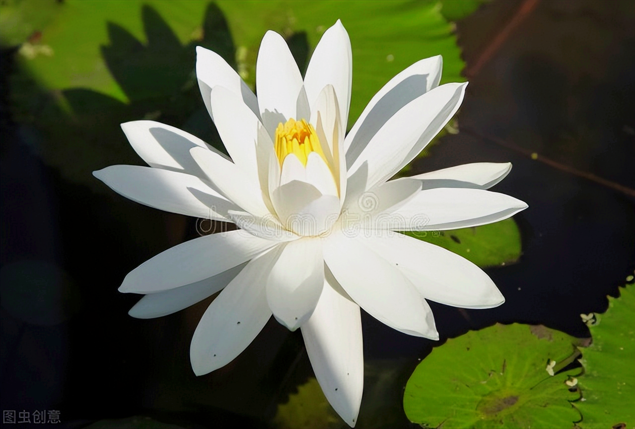 一花一深爱，花开无声却有情，一生一世表爱情，真爱相思情似海