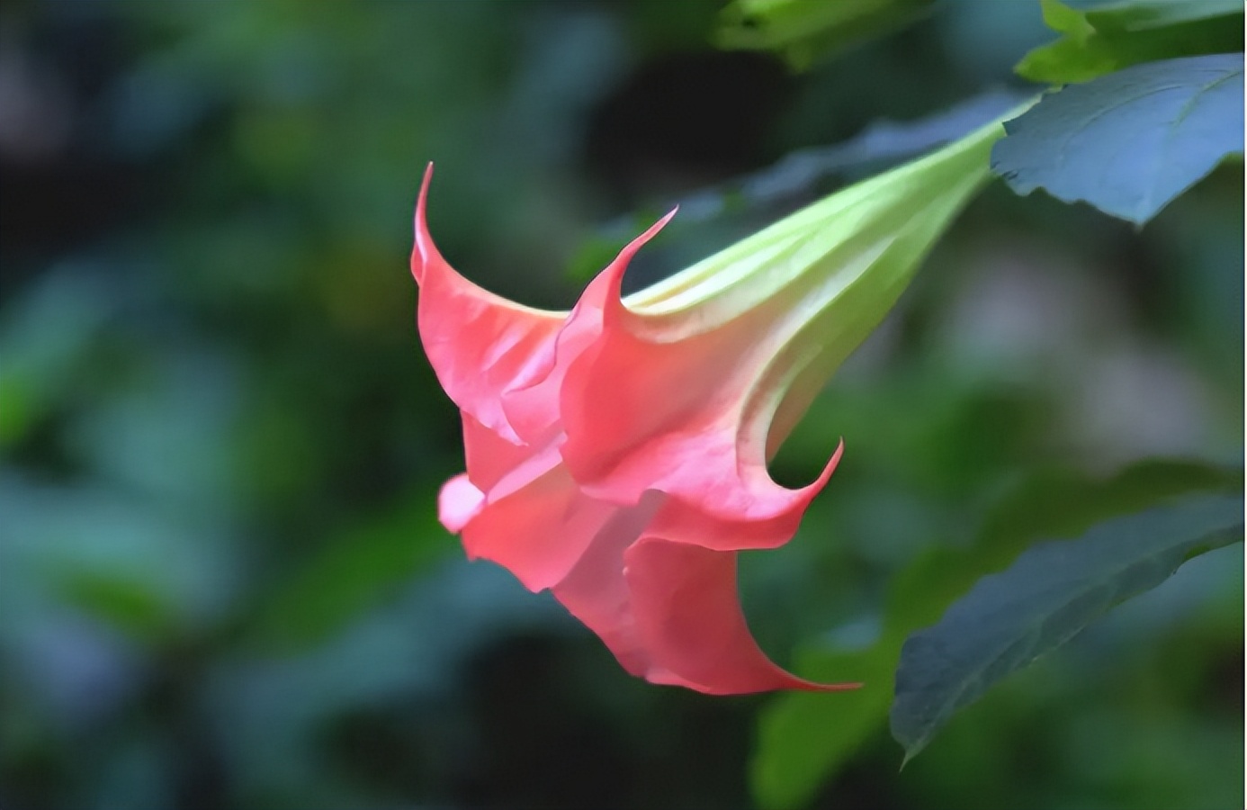 白色彼岸花(白色彼岸花花语是什么意思)-我的快乐小窝