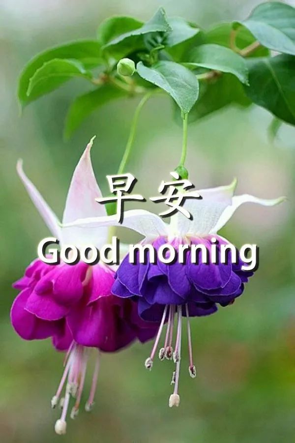 微信早上好祝福动态表情图片，今日早安心语问候短信大全图片
