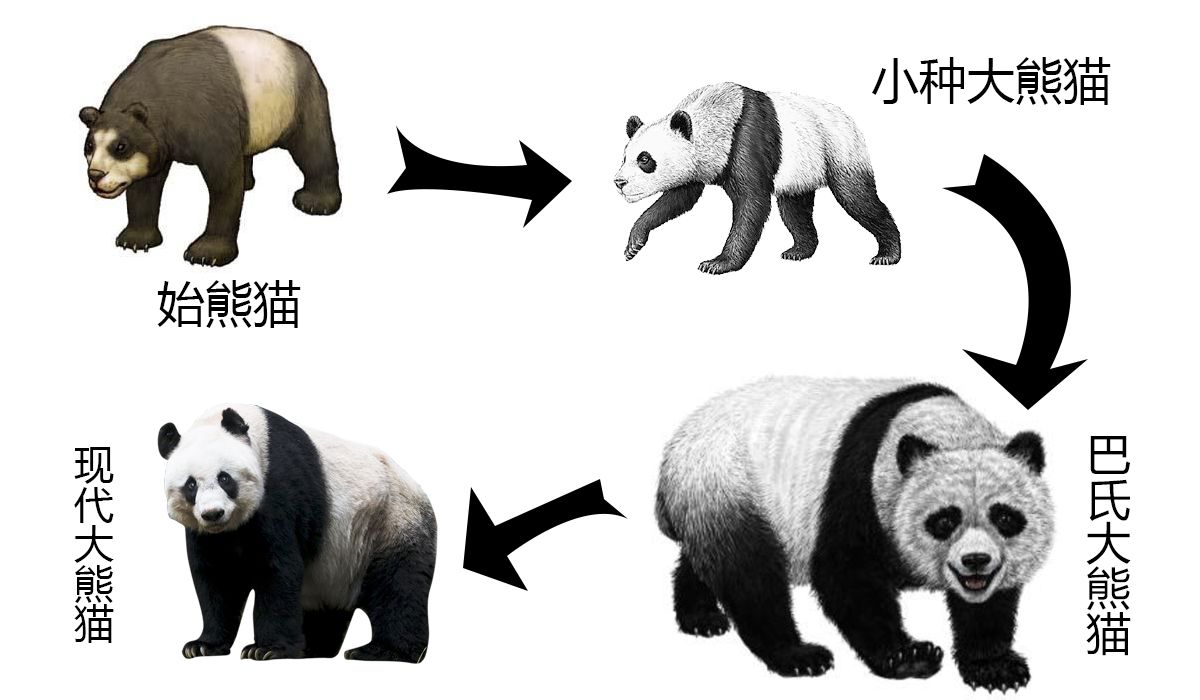 大熊猫生活在什么地方？一文读懂大熊猫分布区域-第3张图片