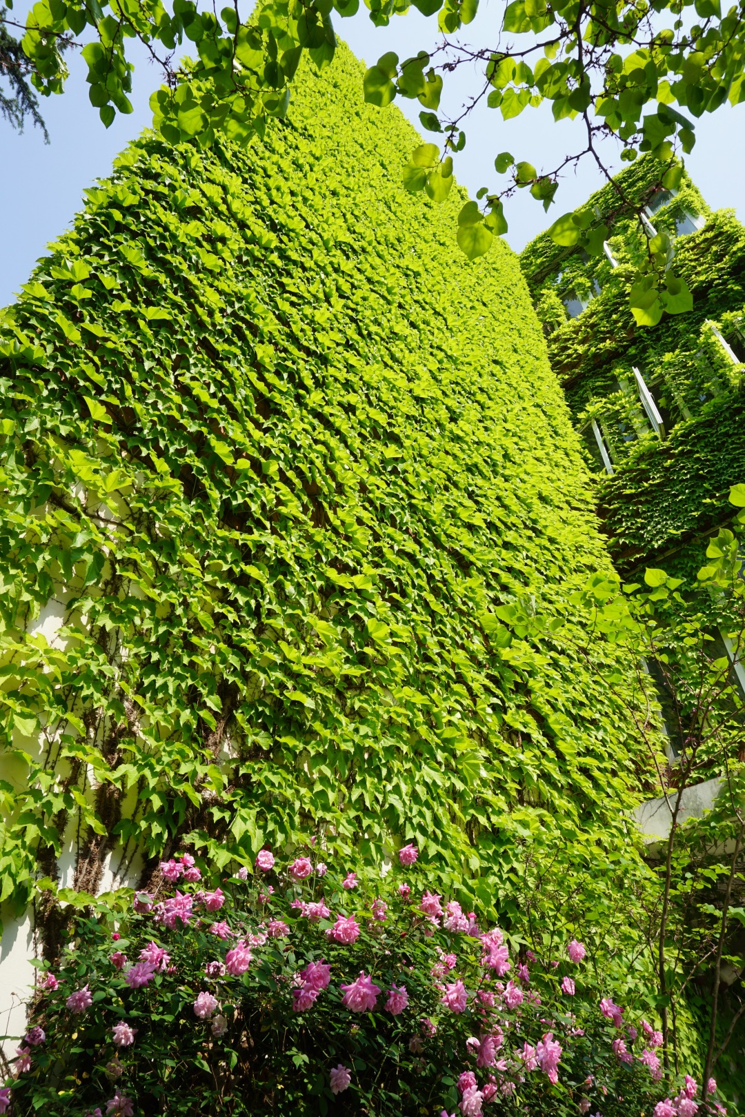 上海理工大学是魔都高校中的小确幸