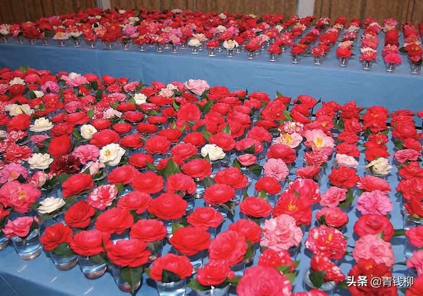 茶花资源及其应用推广研究