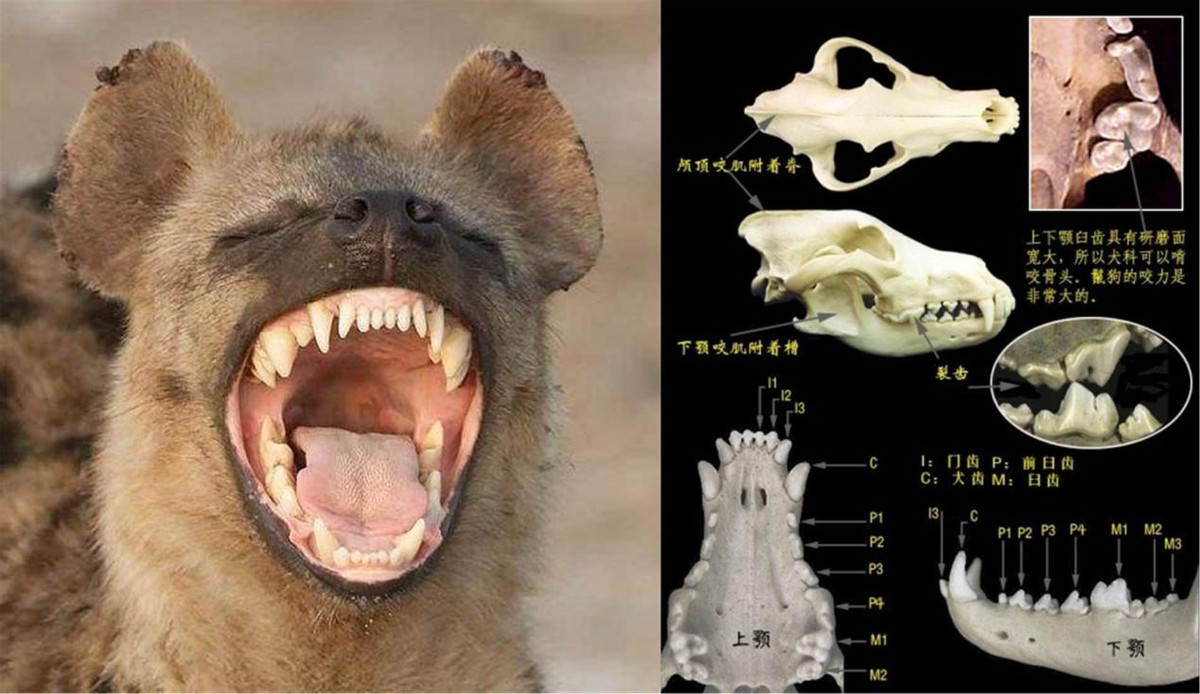斑鬣狗为何热衷于掏肛？被掏肛的动物为何站在原地不跑？