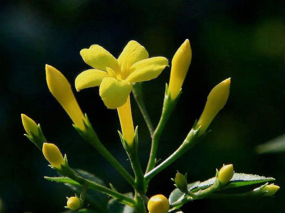 开黄花的植物名称大全（这6种小黄花谁才是真正的迎春）