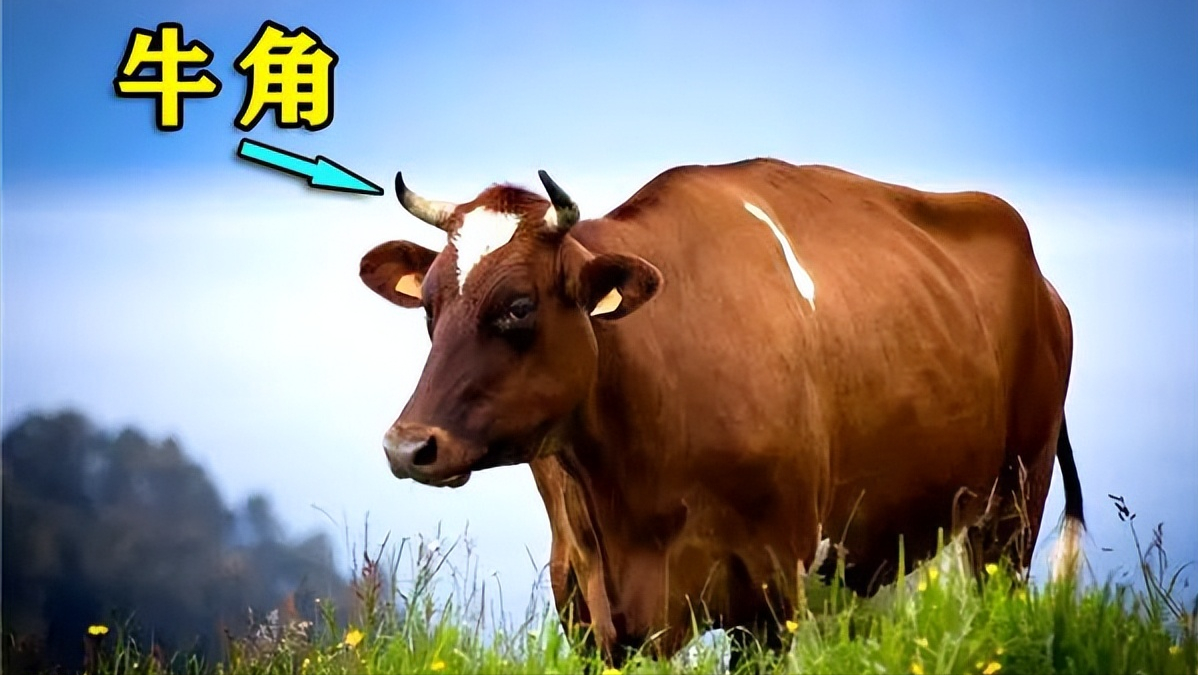 头上长角的生肖动物头上长角的生肖有牛,羊,龙.