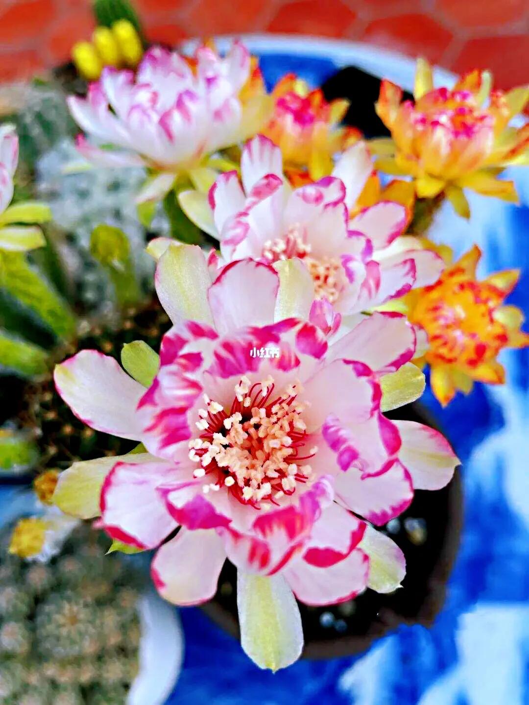 丽花仙人球～花开媲美荷花,好养又勤花