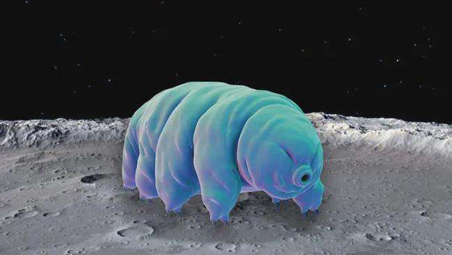 宇宙也杀不死的十大生物：“长生不死”活上亿年，脑袋没了也能活