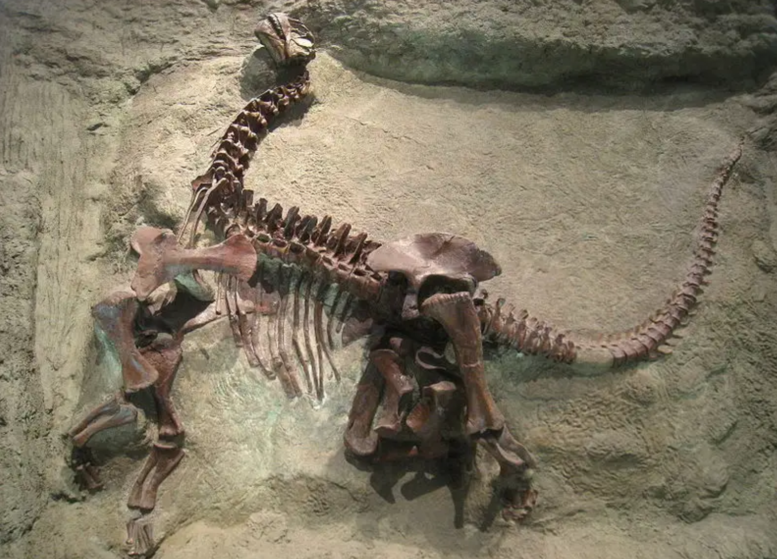 恐龙灭绝的新证据！美国发现恐龙遗骸，来自6600万年前大灾难那天