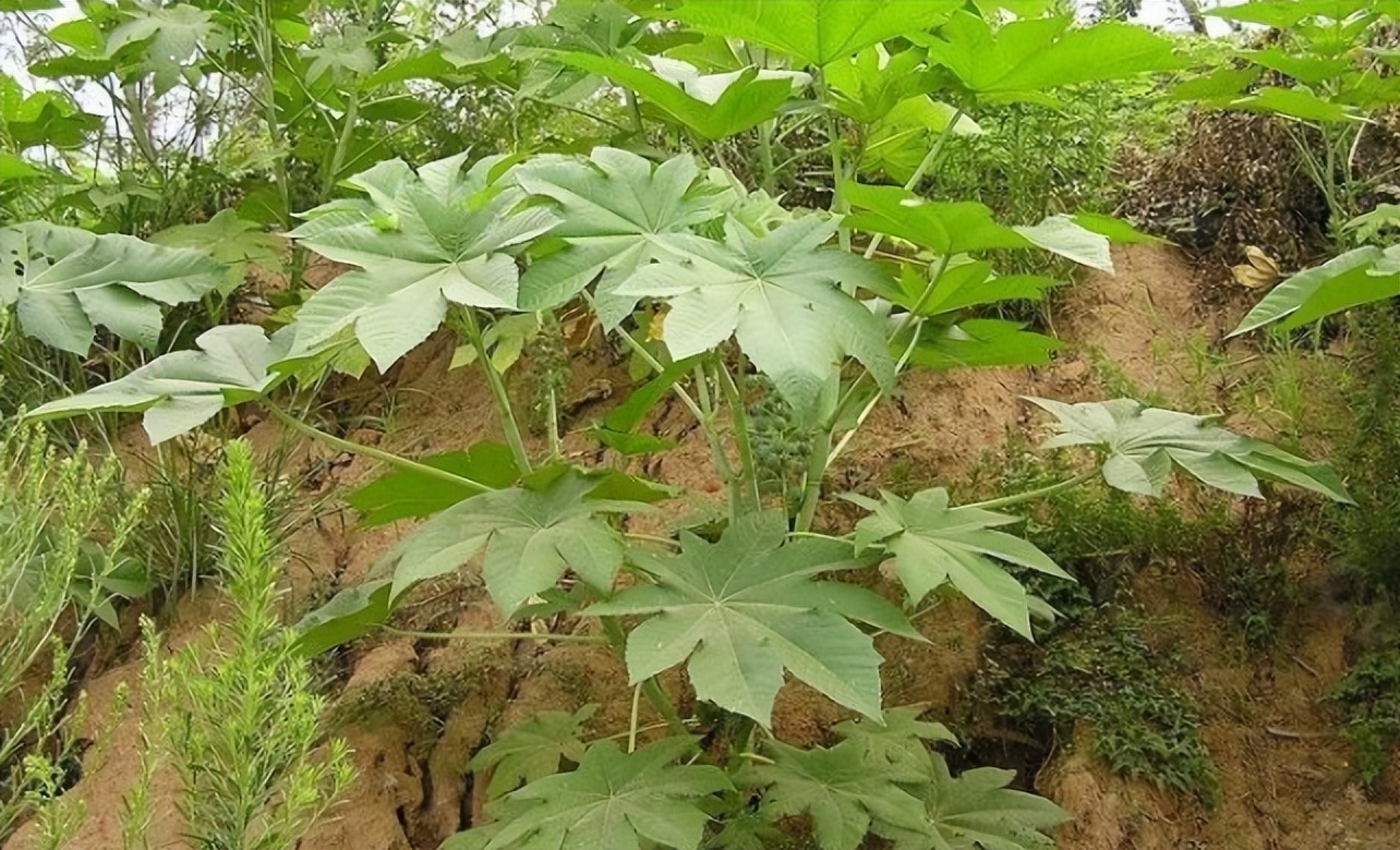 蓖麻子的功效与作用(蓖麻剧毒) - 行就行