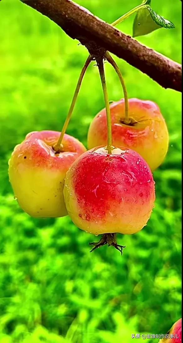 各种瓜果蔬菜成熟了,硕果累累挂满了枝头,果香四溢,五彩缤纷,五颜六色