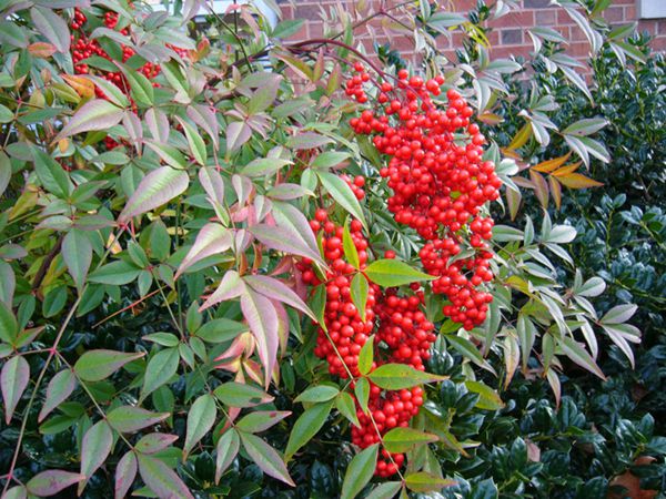 植物花卉品种大全图片（科普100个花卉图鉴）