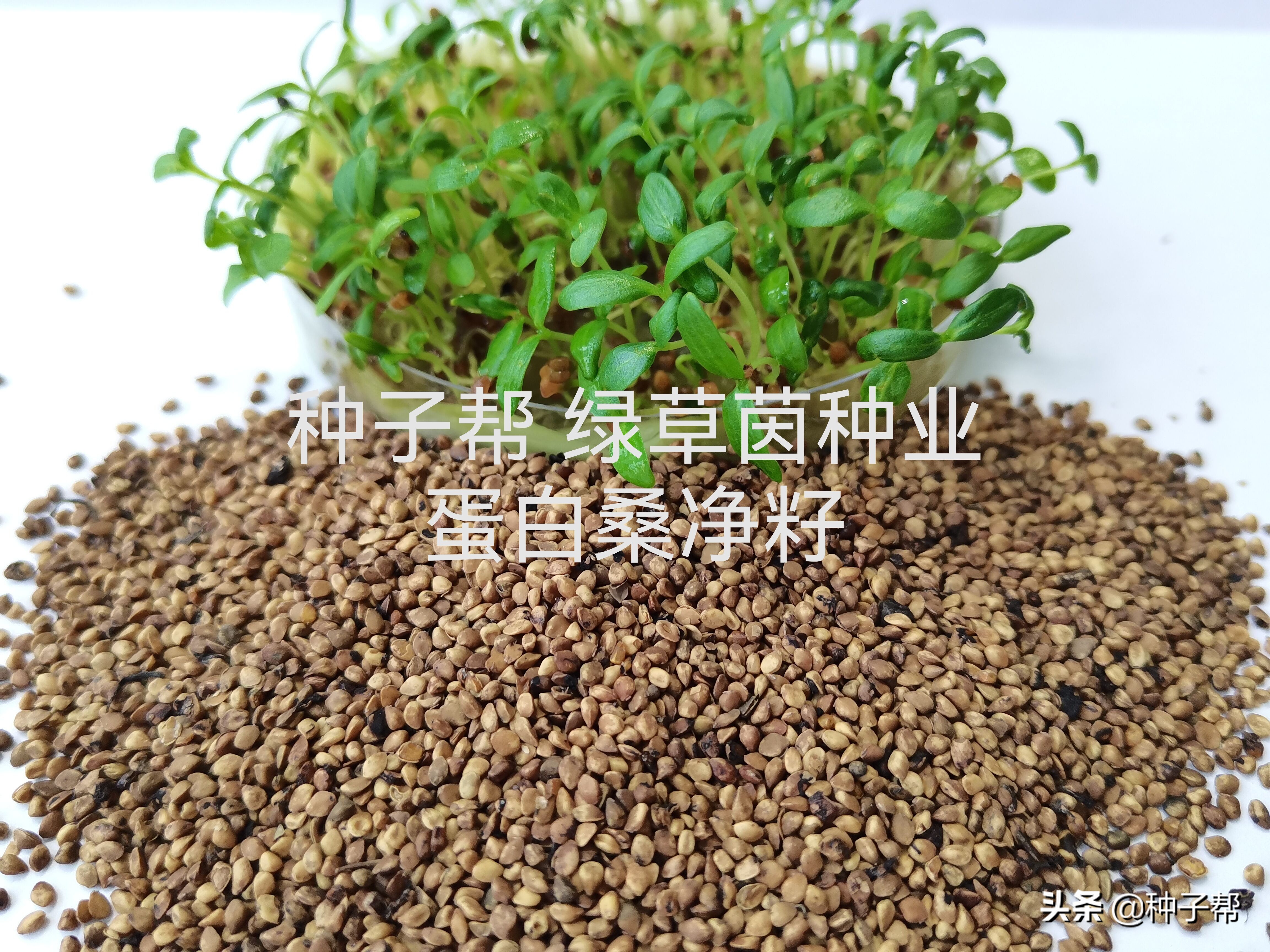 蛋白桑种子怎么育苗?一亩地多少成本?这样种产量高,效益高