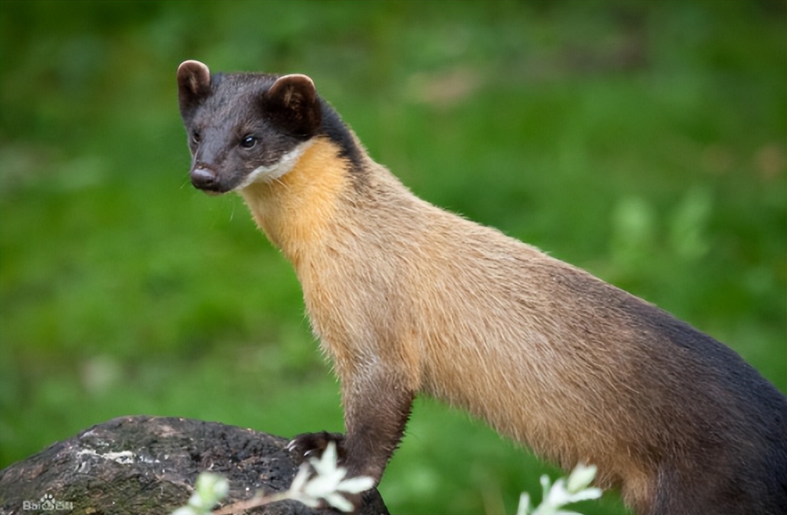 貂裘怎么读？貂裘的读音和意思