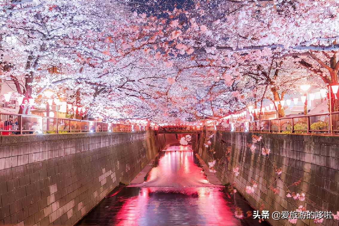 日本樱花图片（盘点大家都爱去的赏樱名地）