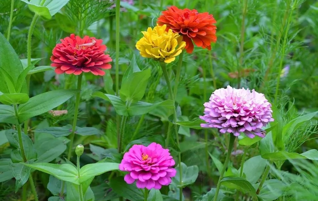 百日菊又叫步步高,它是一年生草本植物,株高30～100㎝,开花硕大美艳