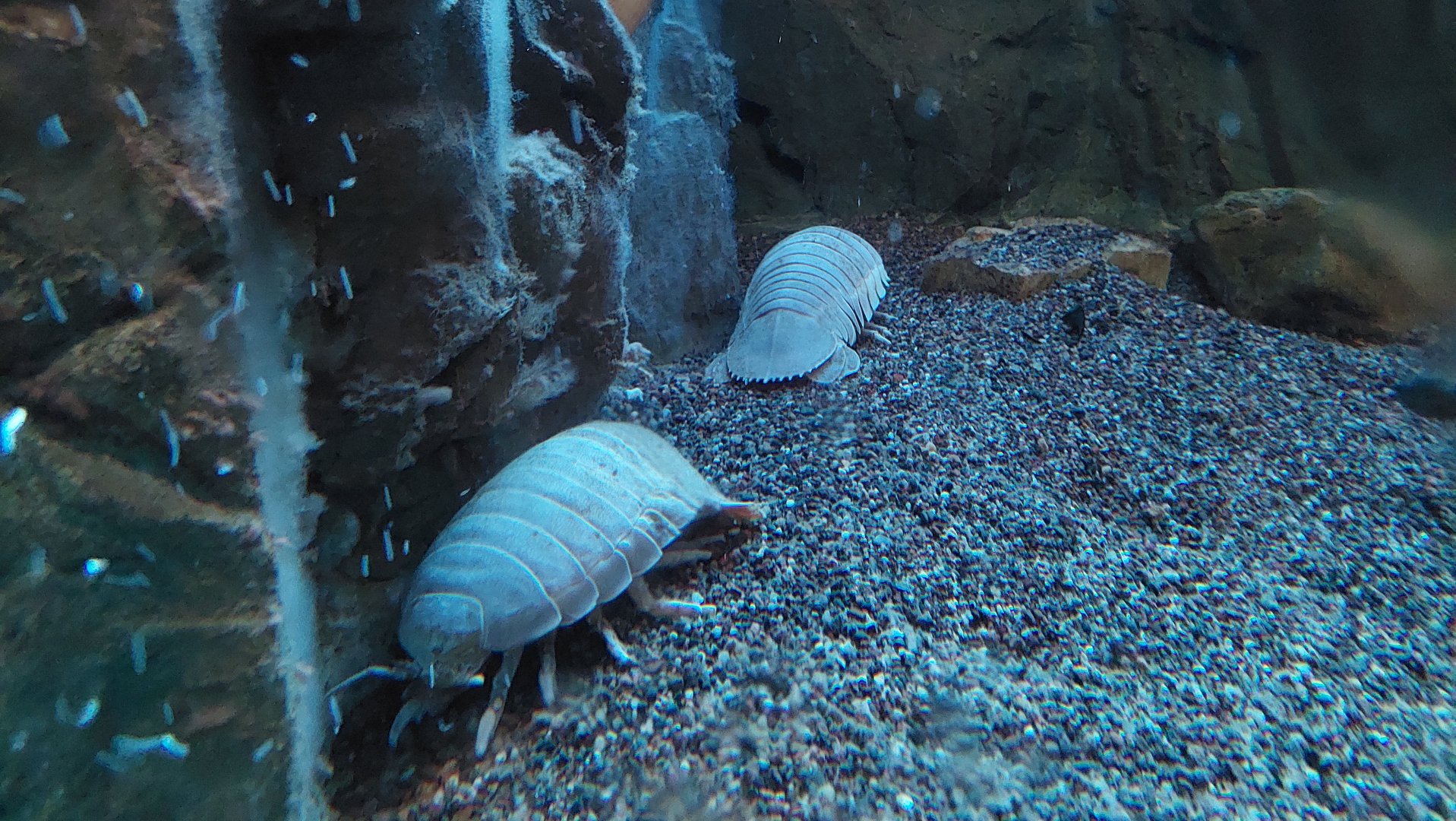 "深海巨虫"能捕食鲨鱼,却被人端上了餐桌,它味道真的好吗?-热门资讯